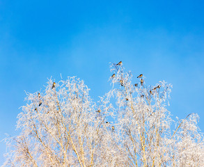 Birds sitting on birch branches in winter frosty weather against blue sky background_