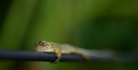 Lizards lie on the clothesline to bask in the morning sun.