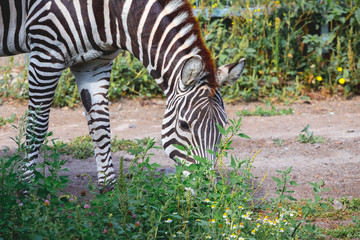 The zebra grazes on the green grass. The wild nature_