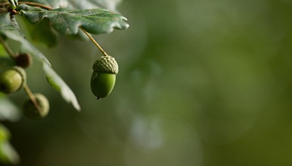 Gland chêne - nature graine forêt