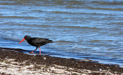 Austernfischer Oyster Catchers in Neuseeland
