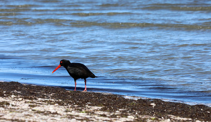 Austernfischer Oyster Catchers in Neuseeland