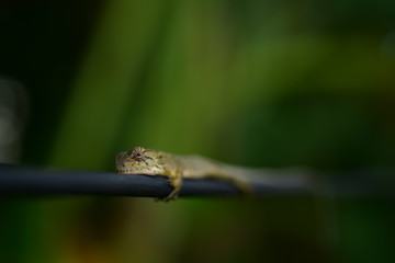 Lizards lie on the clothesline to bask in the morning sun.