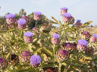 flores de alcachofa