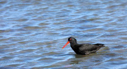 Austernfischer Oyster Catchers in Neuseeland