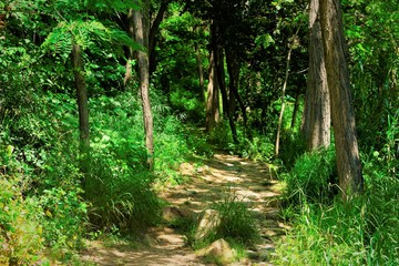 Camino boscoso, verde y frondoso
