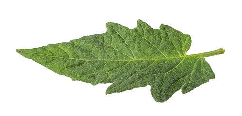 Tomato leaf isolated on white background with clipping path