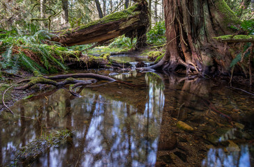 Fototapeta na wymiar Peaceful Pond In Forest