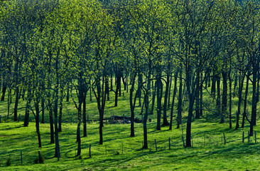 Fototapeta na wymiar Grove of trees with new spring leaves in pasture in central Virginia, backlit by morning sun.