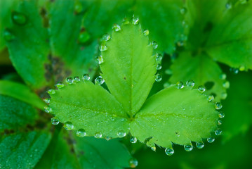 Guttation in leaf of wild strawberry. Excess moisture within the leaf is expelled through pores on...