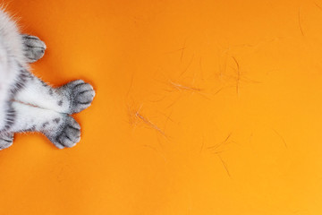 Paws of a gray cat on an orange background. The concept of molting pets, loss of large quantities of hair. Top view, minimalism.