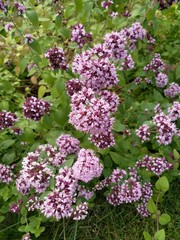 Closeup of pink, violet and purple oregano flowers in the garden