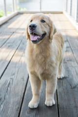 Golden Retriever Dog Smiling on Wooden Bridge