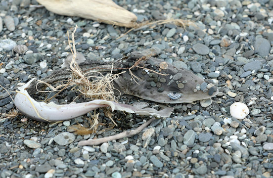 Toter Fisch Hai am Strand