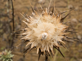 Distel und Schnecke