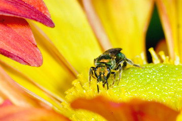 Halicid bee (Agapostemon sp.) nectaring on chrysanthemum in northern Virginia in fall. 