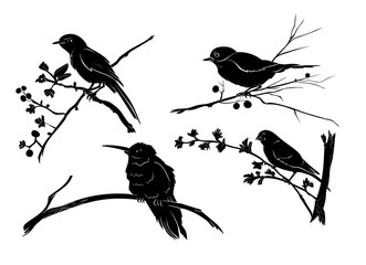 Vector Birds on Branch Silhouettes Set