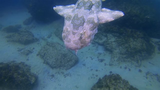 Wobbegong Shark Close Up. Grumpy Shark Swimming Close On Shark Dive. Moody Shark With Camouflage Pattern On Rocky Coral Reef. Dangerous Marine Life & Bottom Dwelling Shark In Deep Blue Sea Water