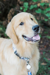 Golden Retriever Dog