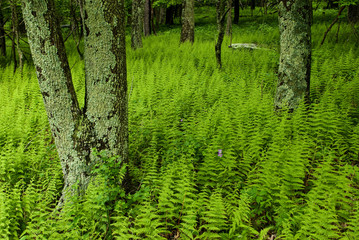 Hayscented ferns (Dennstadia punctilobula) and wild geranium (Geranium maculatum) in Shenandoah National Park. Ferns are no eaten by deer, which allows them to displace other native plants.
