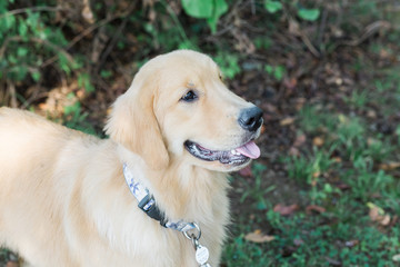 Golden Retriever Dog
