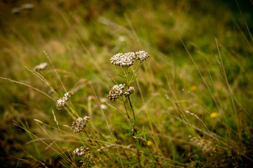 Wild flowers growing on the Malvern Hills Worcestershire