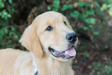 Obraz premium Golden Retriever Dog