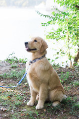 Golden Retriever Dog on a Leash Outdoors