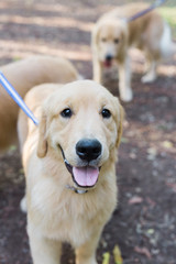 Golden Retriever On A Leash Outside