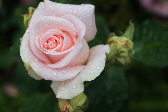 pale pink rose with rose droplets closeup selective focus