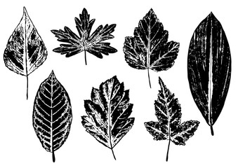 set of ink prints of stamped leaves