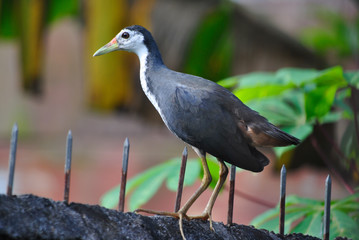 White breasted waterhen (Amaurornis phoenicurus)