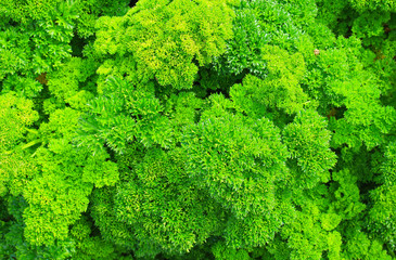 Green foliage of curly parsley (Petroselinum) background. Essential oil and curly parsley fruits are prohibited for use in the production of biologically active food additives. 