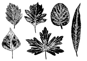set of ink prints of stamped leaves