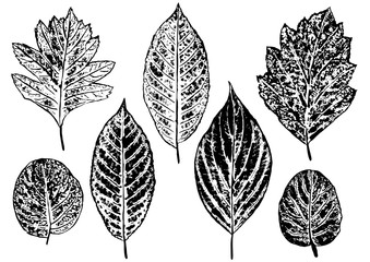 set of ink prints of stamped leaves