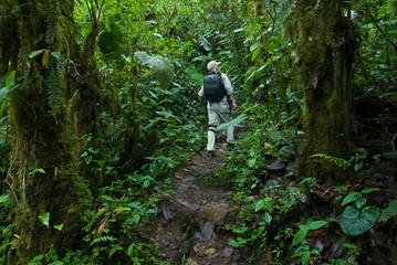 Hiker enjoying a tropical cloud forest in the Mindo region of Ecuador. This area of Ecuador contains extremely high levels of diversity in both plants and animals.