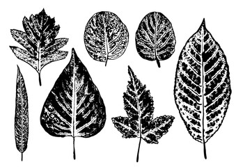 set of ink prints of stamped leaves