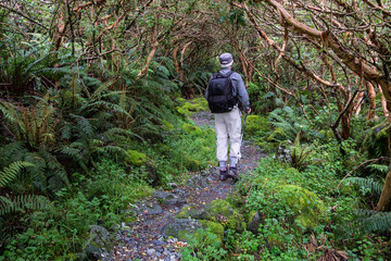 Fototapeta premium Hiker walking under canopy of New Zealand tree fuchsia (Fuchsia excorticata) along the Milford Track in Fiordland National Park in the South Island of New Zealand. 