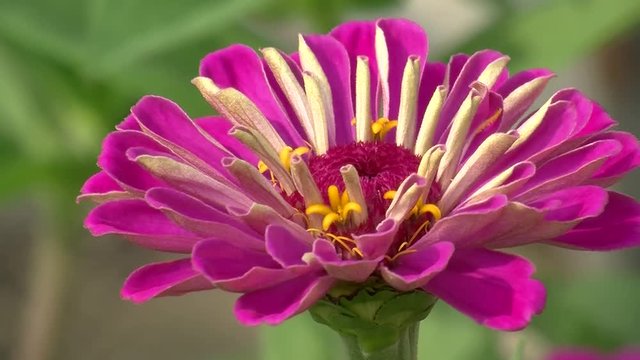 Eine pinke Zinnie schaukelt im Wind (Gro&szlig;aufnahme)