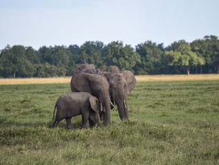 Elephant Snuggle