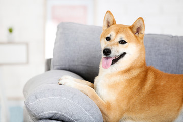Shiba inu dog lying on grey sofa at home
