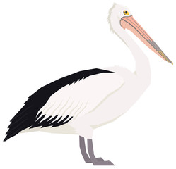 Australian pelican bird Vector illustration Isolated object