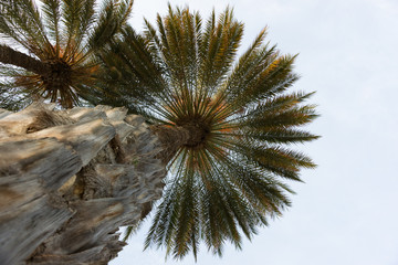 Obraz premium palmera datilera en plano contrapicado