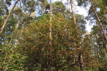 Red rowan tree berries, pines in sunny autumn day