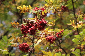 Red rowan tree berries with yellow leaves in autumn sun light