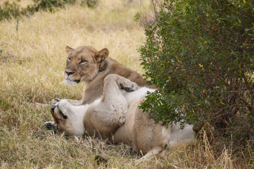 Fototapeta na wymiar Snuggly Lions