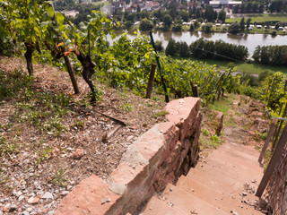 Wanderung auf dem Rotwein Wanderweg bei Klingenberg. Die Weinreben, Weinstöcke sind auf Terassen...