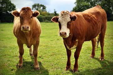 Naklejka na ściany i meble Two cows in a field