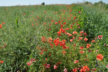 Weeds grow at the edge of the field