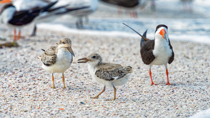 Fledging black skimmer chicks